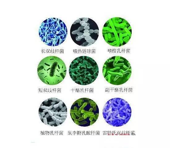 益生菌为什么有"益"?其种类与作用机理你